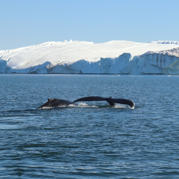 Kom på hvalsafari med Ilulissat Tours